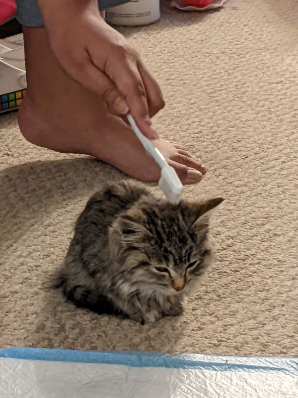 Tiny baby Apple with Donut brushing her fur.
