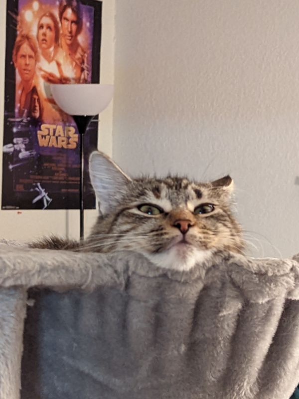 Apple in the "Couch Pouch"