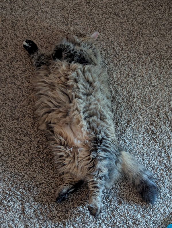 Apple having a lay about